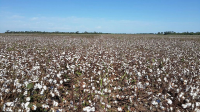 Semilla flex: CAME recibirá el viernes a productores algodoneros