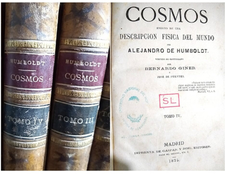 Cosmos.jpg