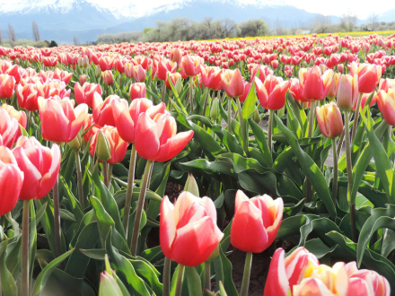 Campo-de-Tulipanes-05.jpg
