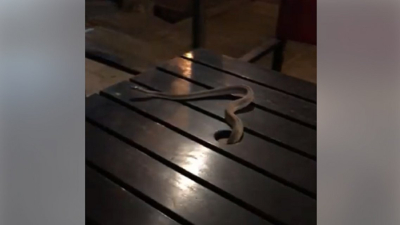 Tomaban un café y les cayó una víbora en la mesa