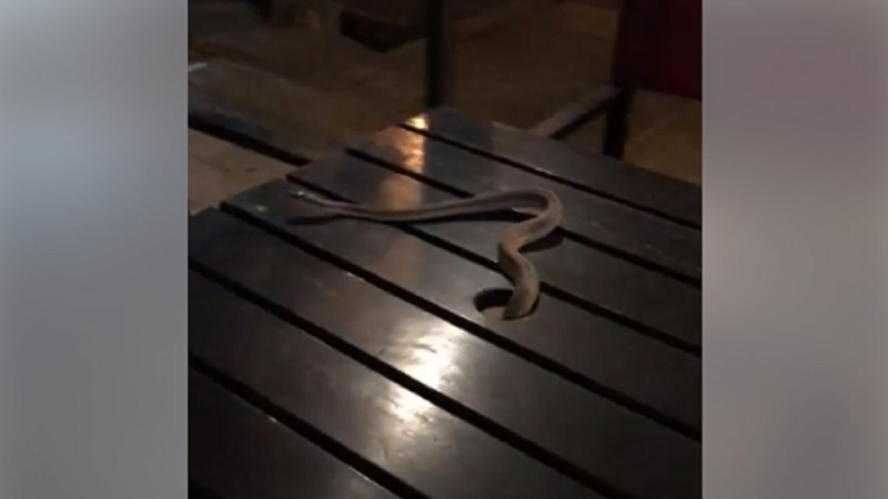 Tomaban un café y les cayó una víbora en la mesa
