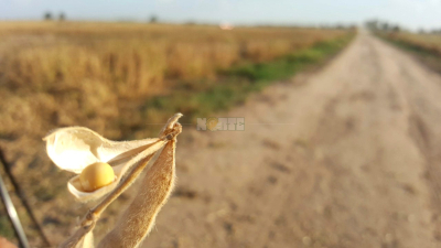Retenciones: productores de Buenos Aires y La Pampa anunciarán paro de comercialización