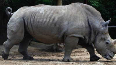Murió Gaspar, el último rinoceronte del Ecoparque porteño