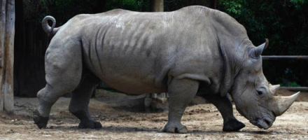 rino.jpg