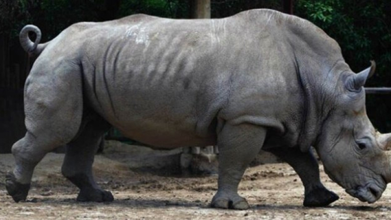 Murió Gaspar, el último rinoceronte del Ecoparque porteño