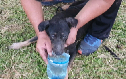 perro.jpg