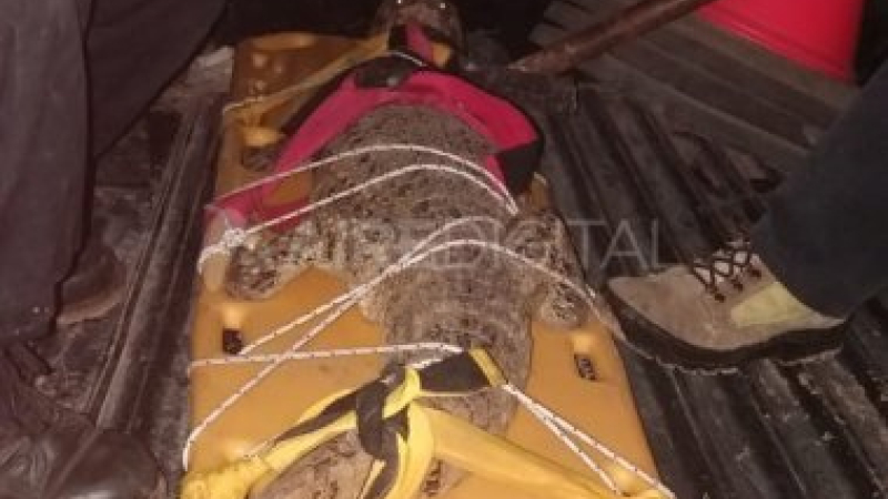 Un yacaré apareció adentro de una casa en Santa Fe