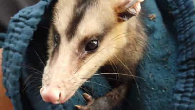 Rescatan un oso melero y una comadreja en viviendas de Resistencia