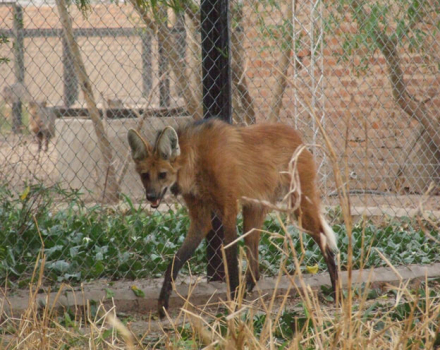 AGUARA-ZOO.jpg
