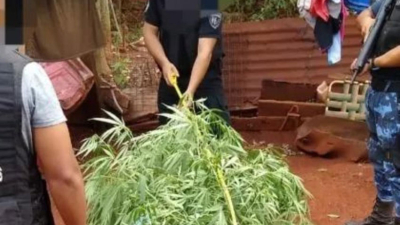 Detuvieron a jubilada por cultivar marihuana para uso medicinal
