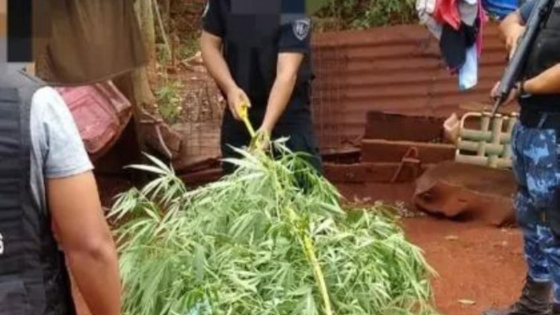 Detuvieron a jubilada por cultivar marihuana para uso medicinal