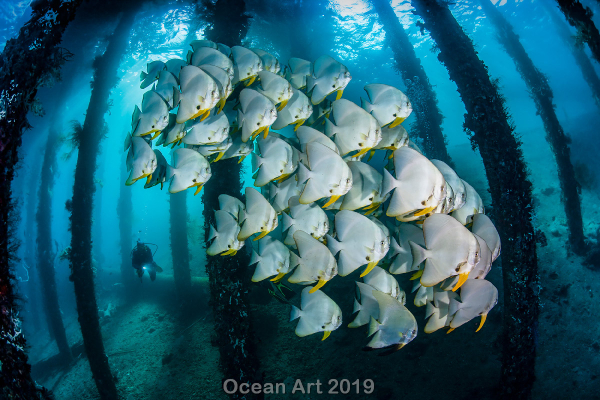"Debajo del muelle"
Mención de Honor - Jose Antonio Castellano - Alor, Indonesia