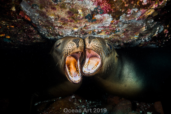 Las imágenes ganadoras del 8º concurso de fotografía subacuática Ocean Art