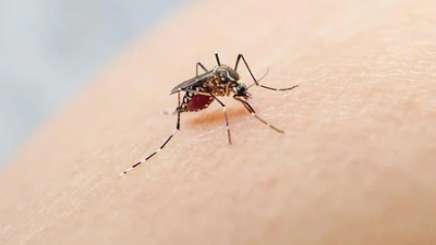 Al menos 29 casos de dengue confirmados en la provincia
