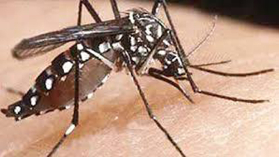 El dengue