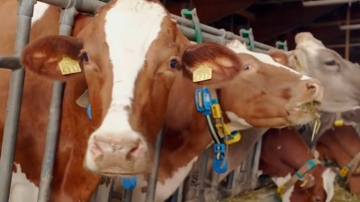 Huawei gana clientes para su 5G entre las vacas suizas