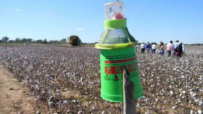 Picudo: la Coprosave definió medidas de fiscalización para la campaña algodonera