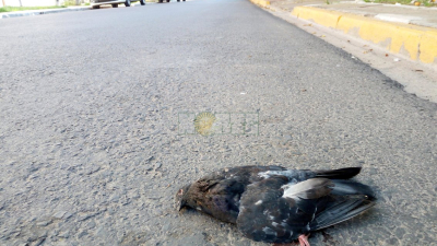 Animales silvestres en peligro durante el aislamiento por la pandemia