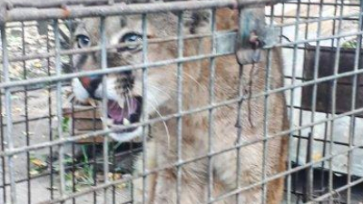 La Policía Rural rescató un puma y una tortuga que estaban en cautiverio