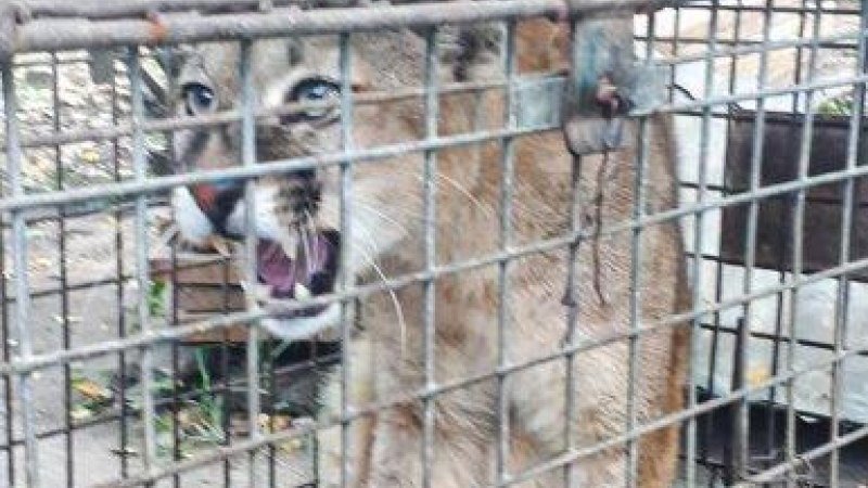 La Policía Rural rescató un puma y una tortuga que estaban en cautiverio