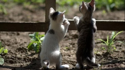 Dos gatos son las primeras mascotas que dan positivo de COVID-19