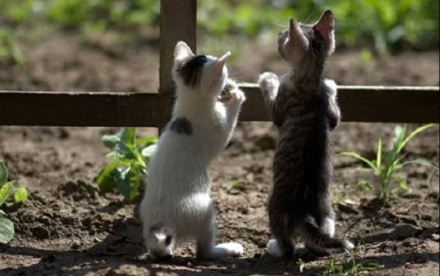 gatos.jpg