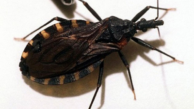 Argentina: el eterno Mal de Chagas