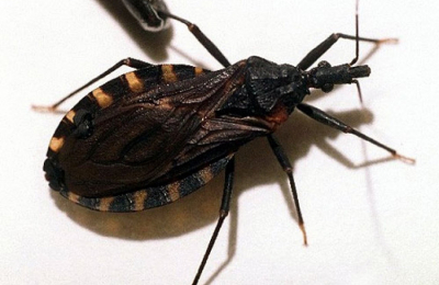 Argentina: el eterno Mal de Chagas