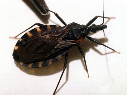 chagas.jpg
