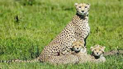 Animan a vivir la cuarentena con chacales y cachorros de leopardo