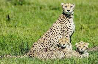 Animan a vivir la cuarentena con chacales y cachorros de leopardo