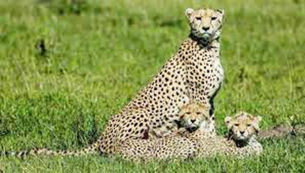 safaris.jpg