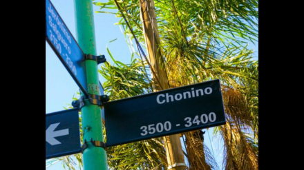 Chonino 4.jpg