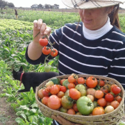 TOMATES2-ALINA-RUIZ.jpg