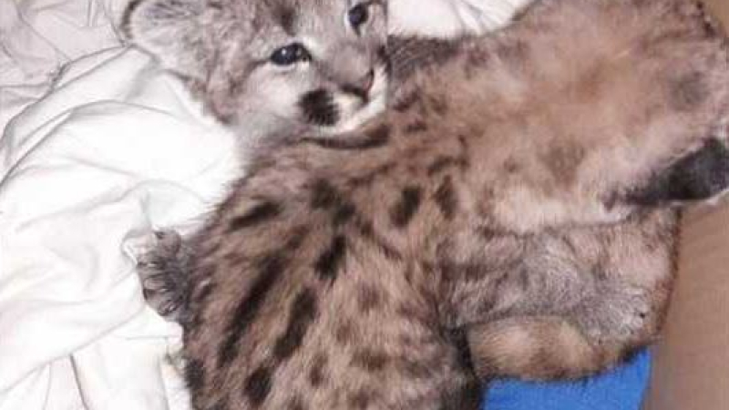 Rescataron a dos pumas cachorros en una vivienda de Pampa del Infierno