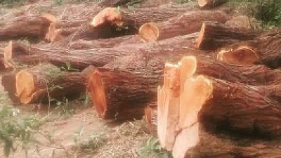 “Si se habilita la explotación forestal, el esfuerzo de aislarnos es en vano”