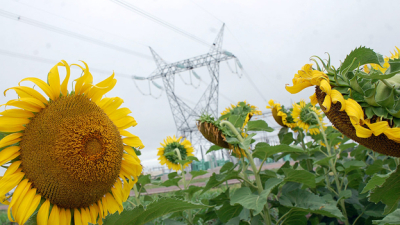 Chaco quiere tener presencia propia con el girasol
