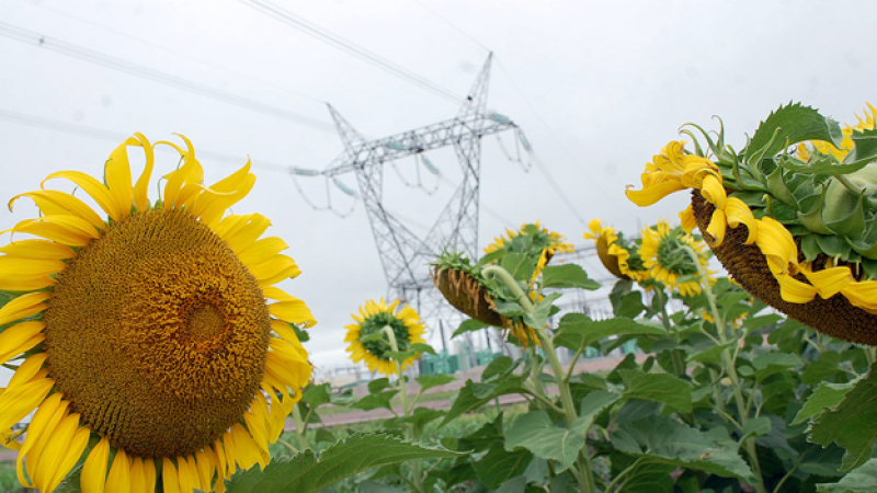 Chaco quiere tener presencia propia con el girasol
