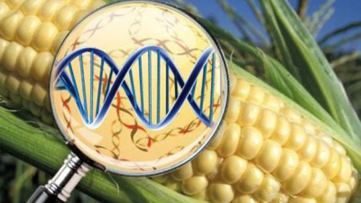 Biotecnología: dilemas y promesas de los transgénicos