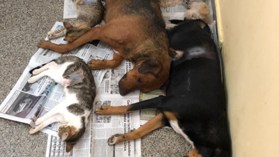 Huellas Caninas continúa con sus campañas de atención a animales callejeros