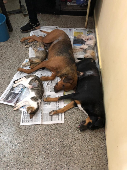 perros callejeros