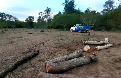 En cuarentena, el control de los bosques del Chaco generó 189 detecciones de cambio de cobertura boscosa