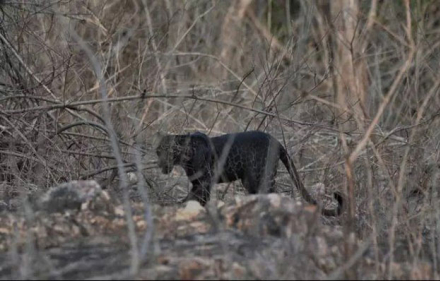 leopardo2.jpg