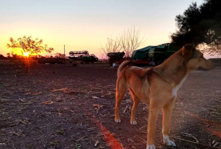 la-perra-en-el-amanecer-la-.jpg