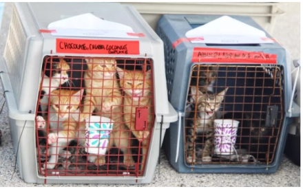 gatitos.jpg