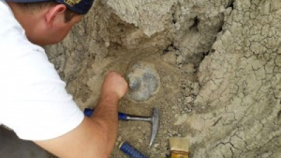 Hallaron en Corrientes restos de un perezoso gigante de entre 30.000 y 50.000 años de antigüedad