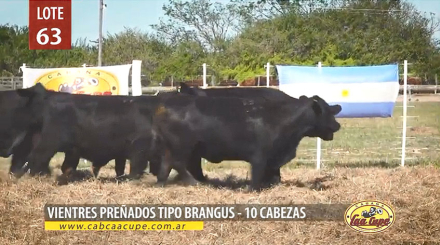 vientres-preñados-tipo-Bran.jpg