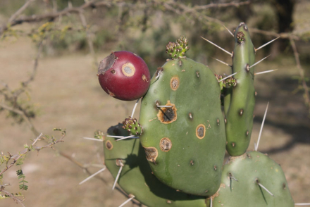 OPUNTIA.jpg