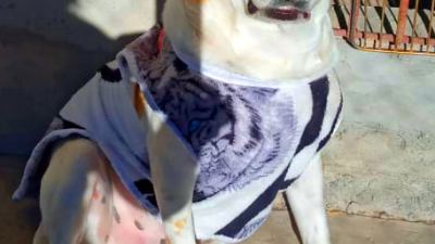 Huellas Caninas pide a la comunidad la ayudar para salvar la vida a dos cachorros