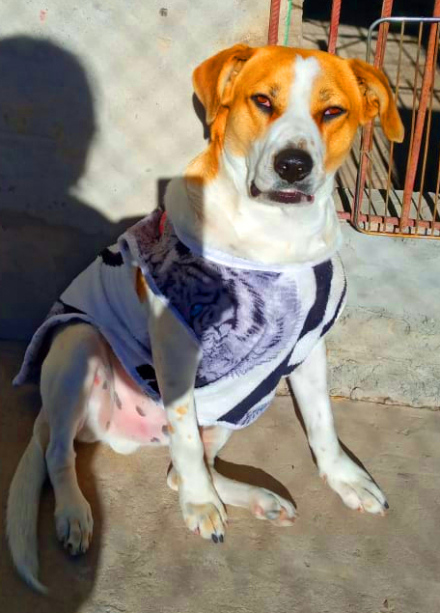 perro4.jpg
